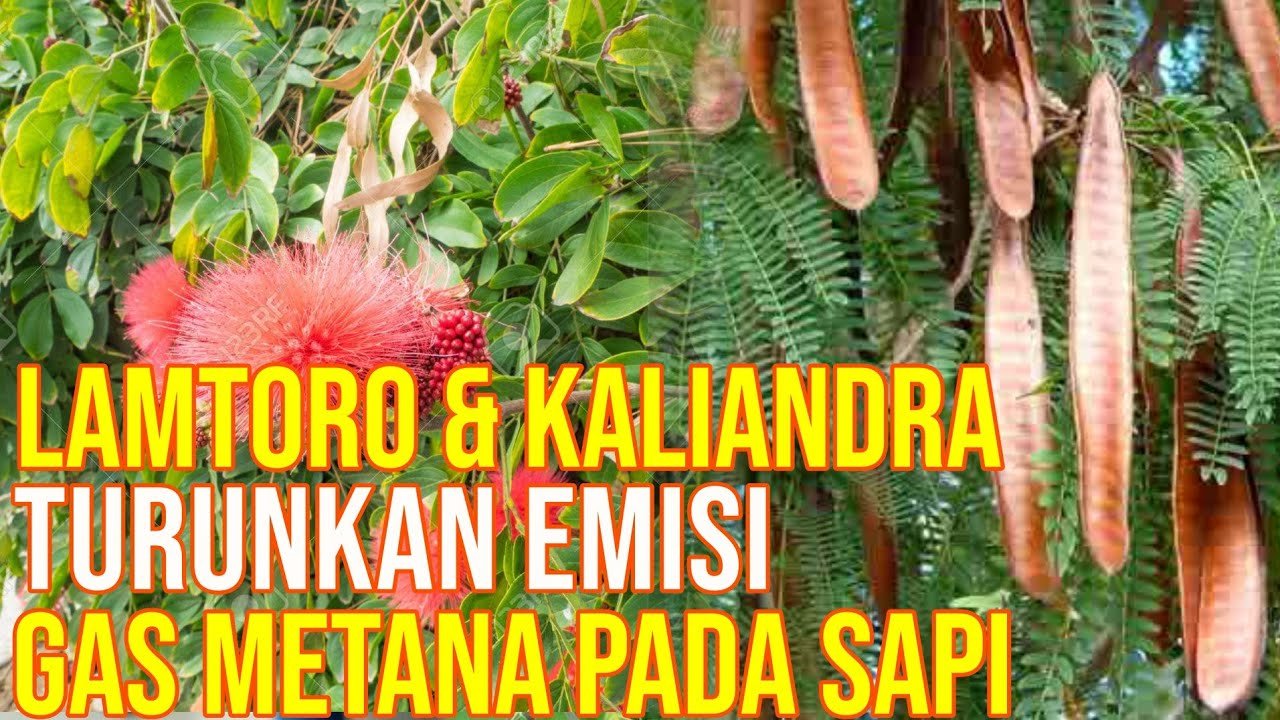 
                                 Pakan-Ternak-Lamtoro-Kaliandra-Mampu-Menurunkan-Gas-Metana